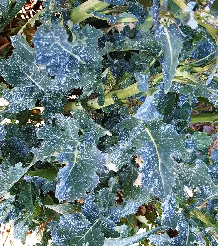 Klinospray® – Hilfsstoff für alle Pflanzen