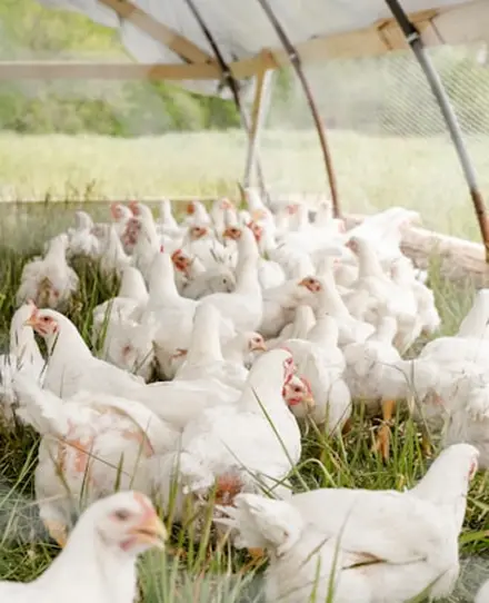 KlinoNsorb® – Saubere Luft im Geflügelstall