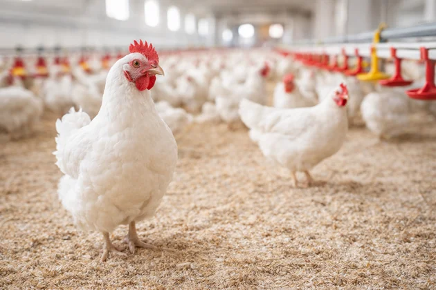 hühner im stall in der landwirtschaft