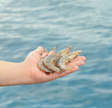 Aquasorb – Verbesserung der Wasserqualität