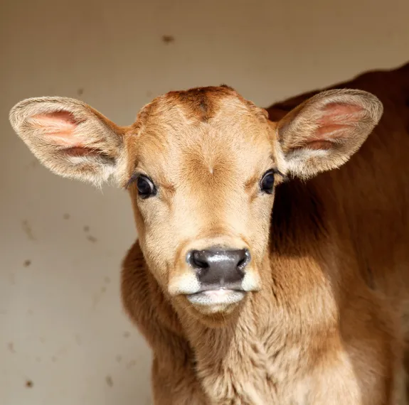 Kalbosan – Healthy Calf Rearing