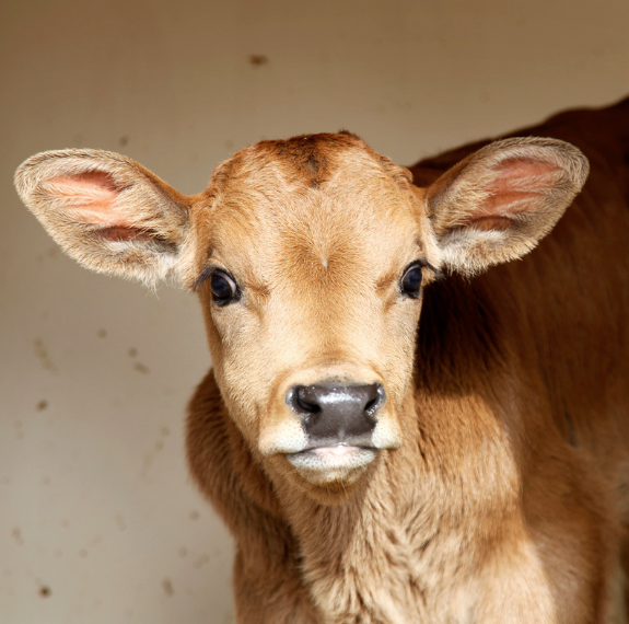 Kalbosan – für die problemlose Kälberaufzucht