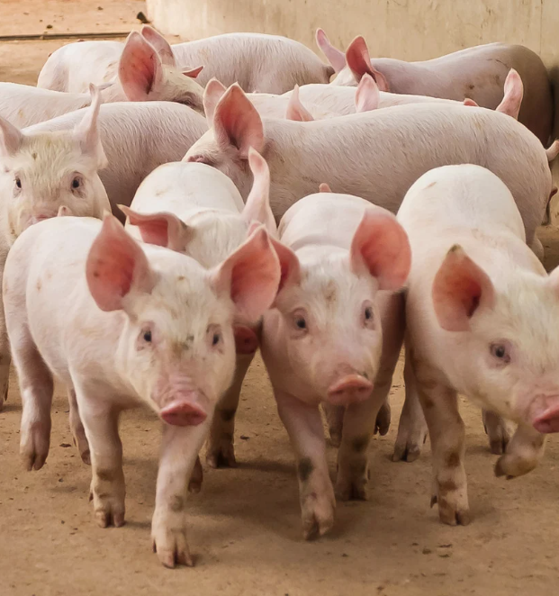 Klinosan® – Maximaler Schutz vor Mykotoxinen